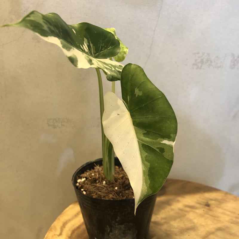 斑入り クワズイモ アロカシア オドラ | GREEN LUCK