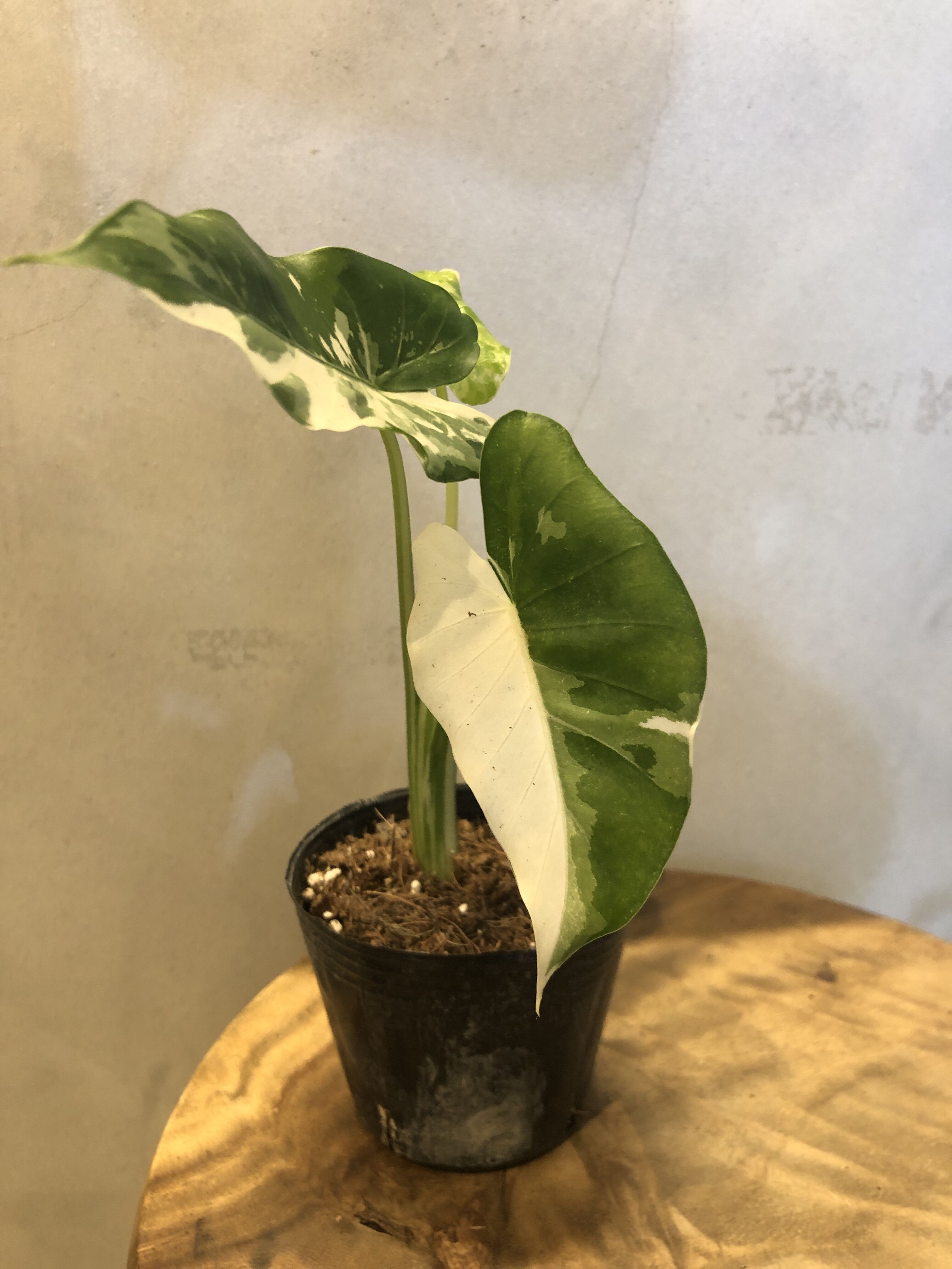 斑入り クワズイモ アロカシア オドラ | GREEN LUCK