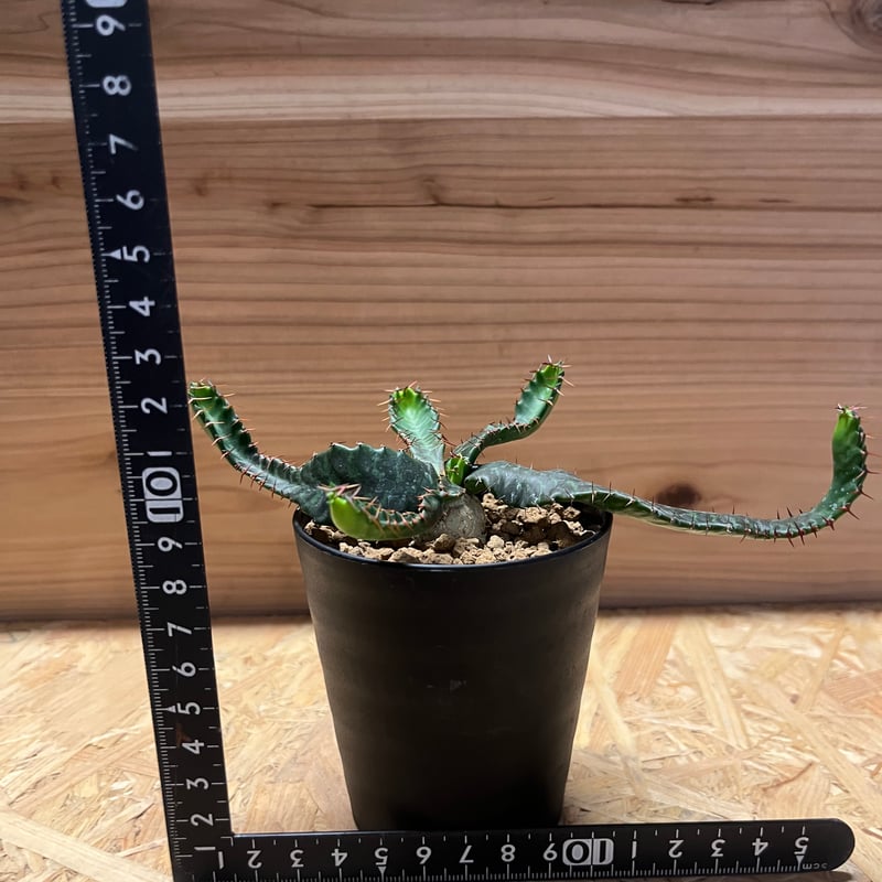 ユーフォルビア ステラータ 飛竜 | GREEN LUCK