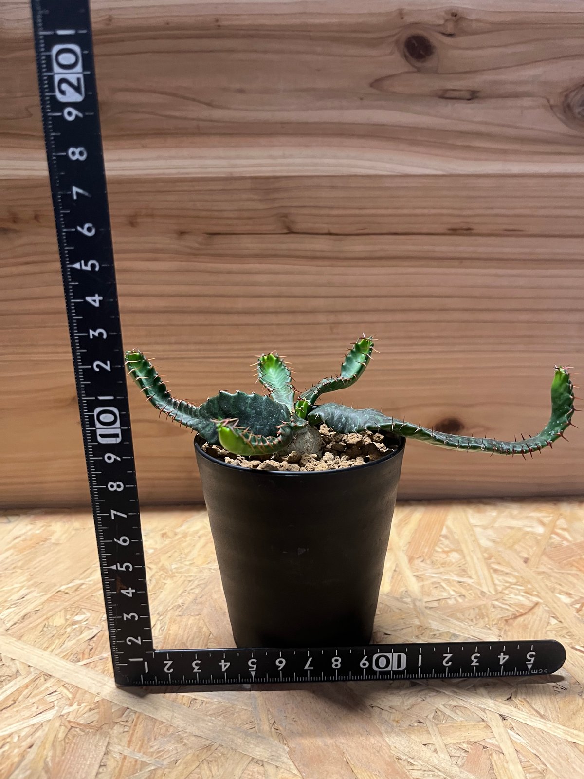 ユーフォルビア ステラータ 飛竜 | GREEN LUCK