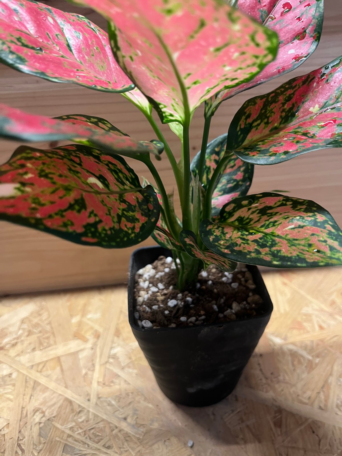 アグラオネマ アグラオネマ フォーチュン 4.5号ポット(個体おまかせ1鉢)｜芳樹園