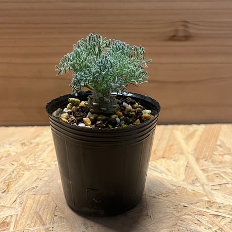 □peniculinum ペニクリナム 実生苗 国内1年以上管理 【多肉植物