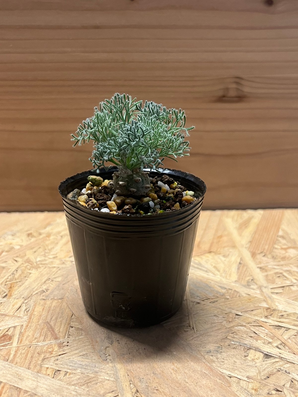 モンソニア ペニクリナム | GREEN LUCK