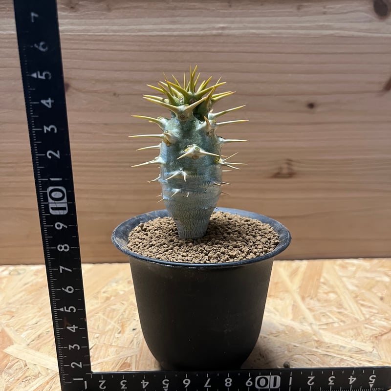 パキポディウム アンボンゲンセ | GREEN LUCK