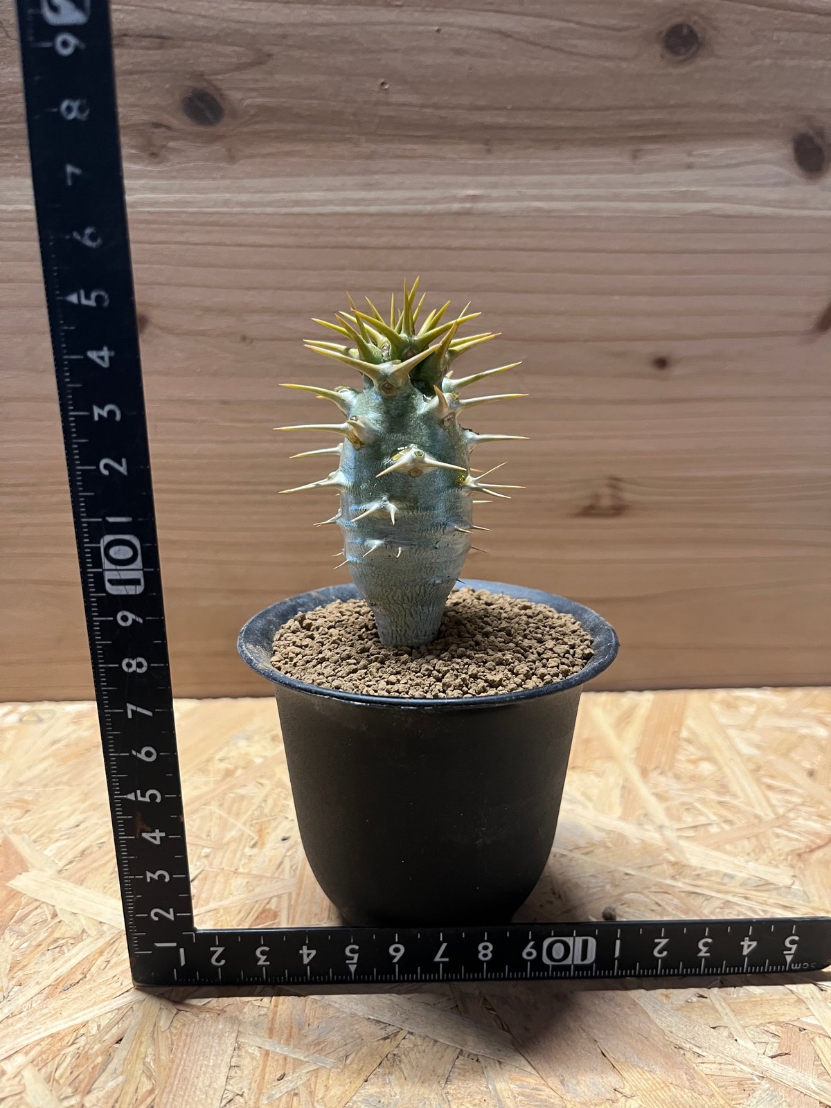 パキポディウム　アンボンゲンセ fit=scale-down,w=1200