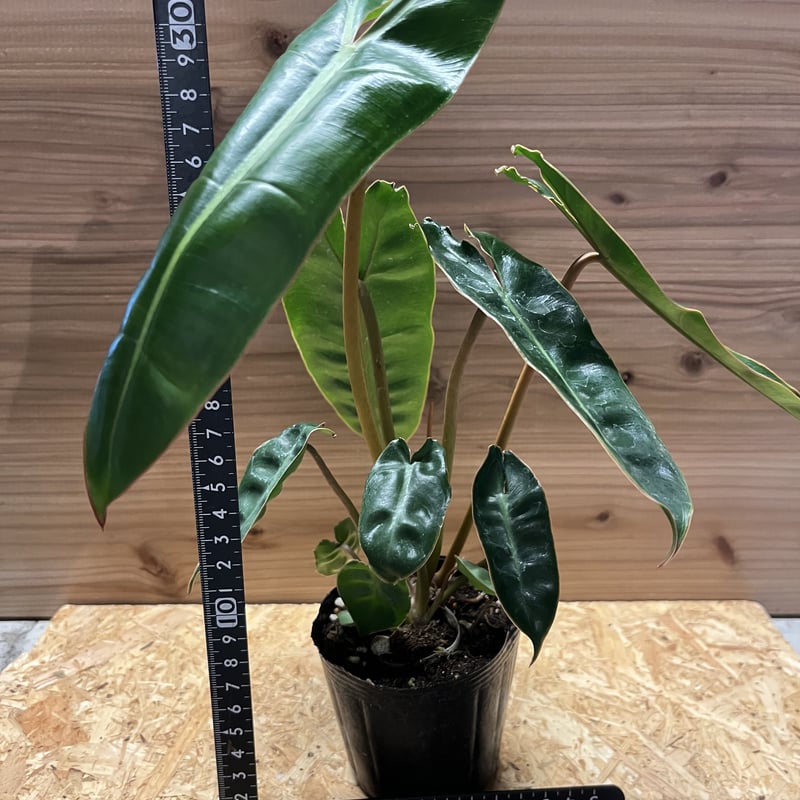 フィロデンドロン ビレッティアエ | GREEN LUCK