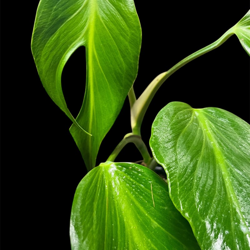 モンステラ バールマルクスフレーム | GREEN LUCK