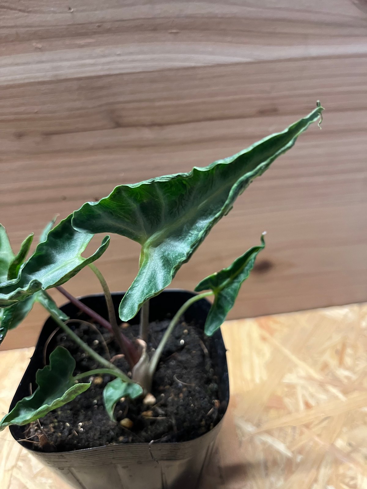 Alocasia Loco アロカシア・ロコ Alocasia 'Loco' - Gabriella