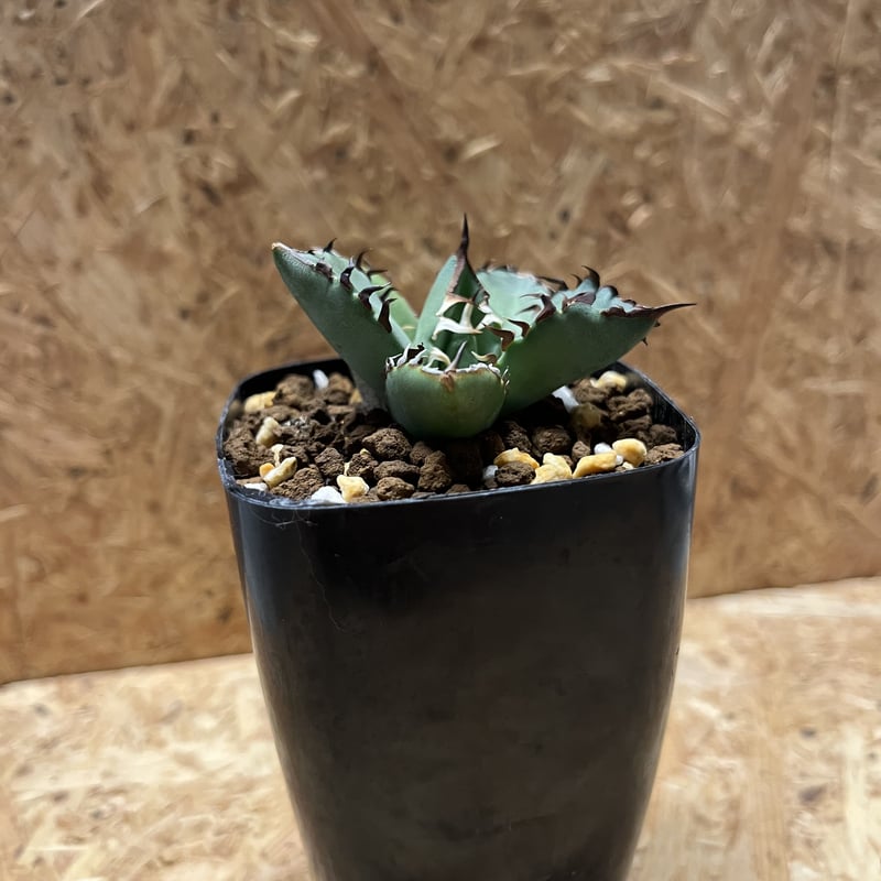 アガベ チタノタ 黒鯨 | GREEN LUCK