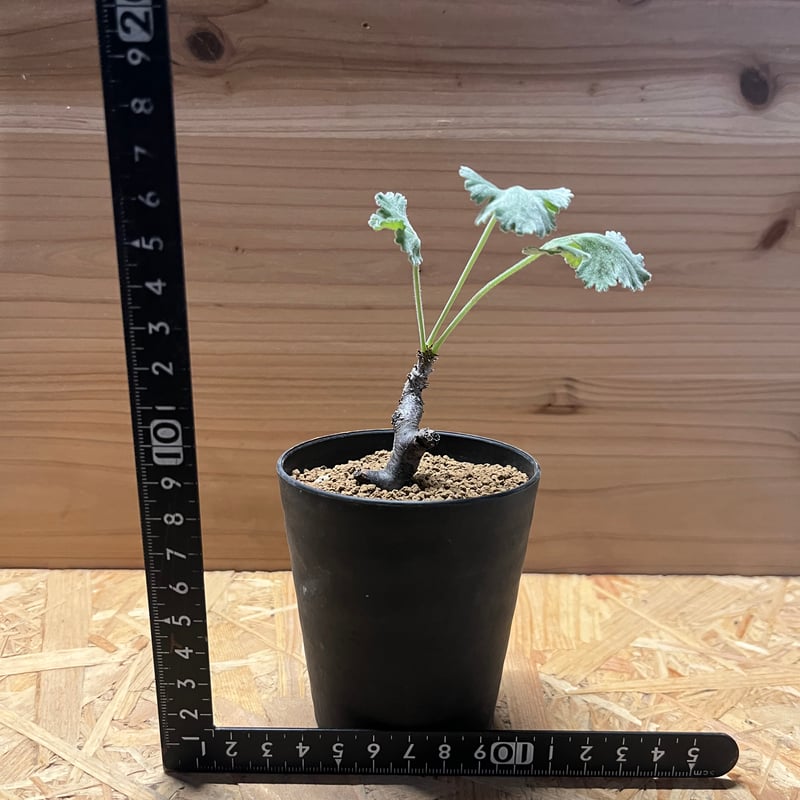 ペラルゴニウム ミラビレ | GREEN LUCK