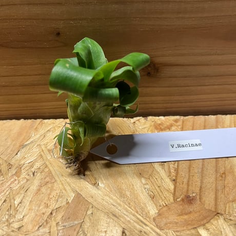 フリーセア | STORES