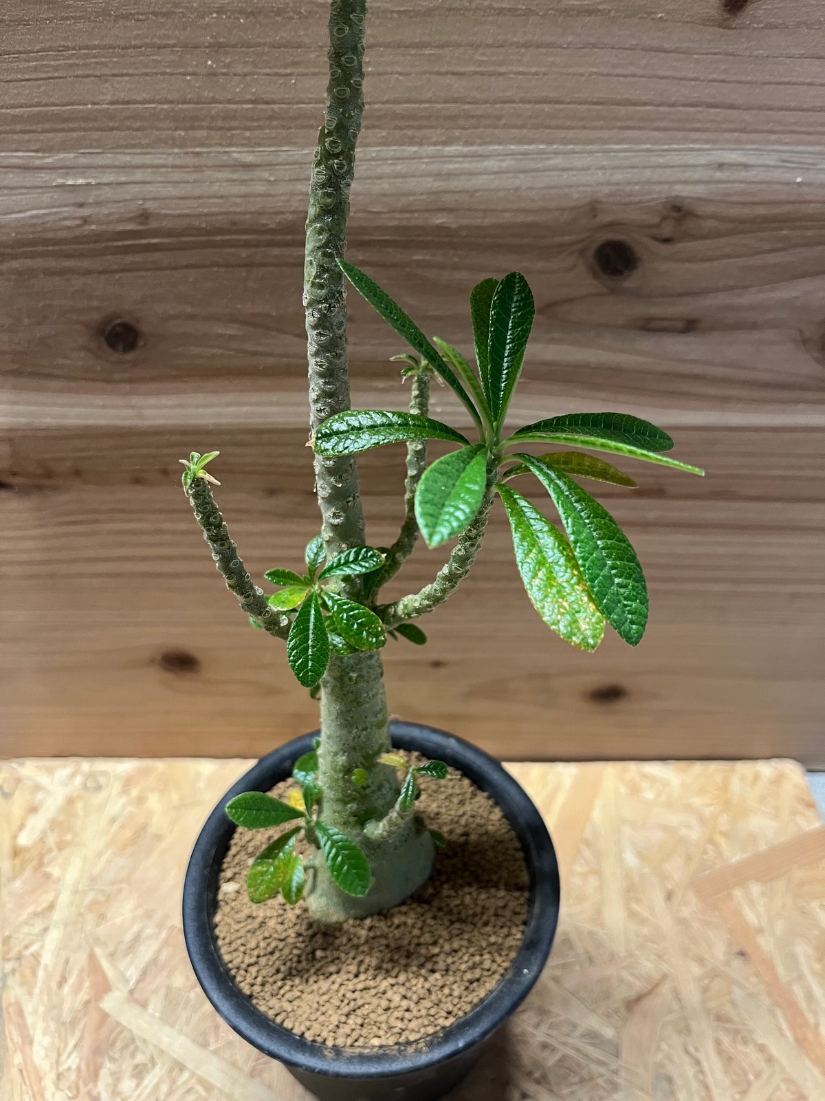 ドルステニア ギガス isla del pescado - Dorstenia gigas-ドルステニア・ギガス