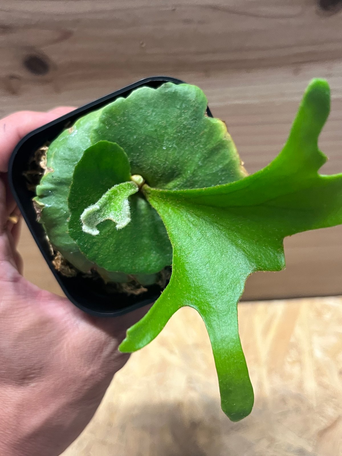 ビカクシダ　キッチャクード　グリーンブロッサム　207 ビカクシダ キッチャクード シン | GREEN LUCK