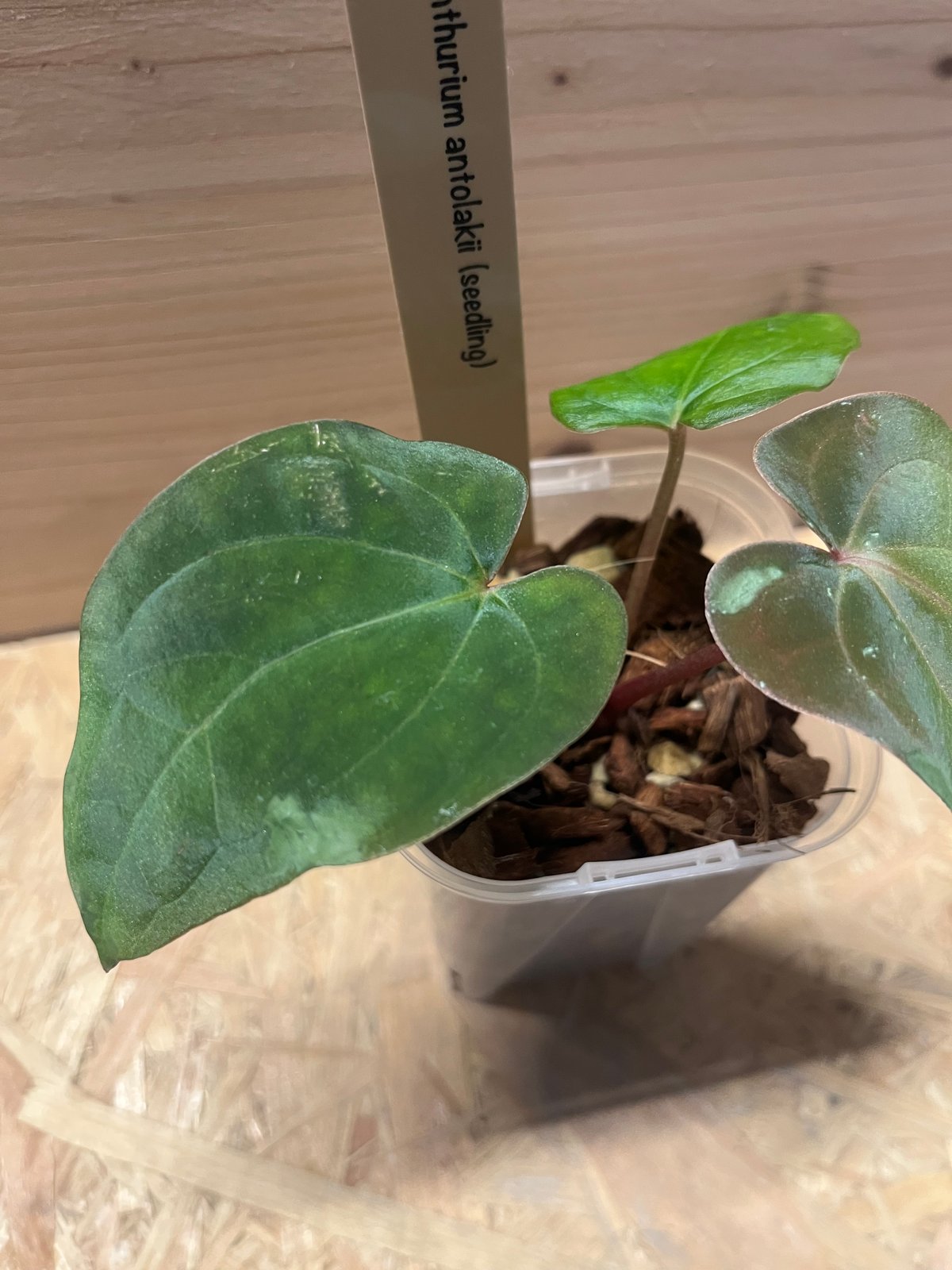 アンスリウム アントラキー シーディング | GREEN LUCK