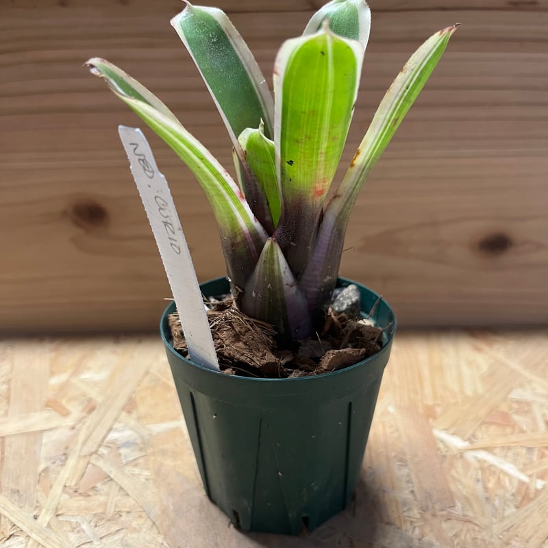 ネオレゲリア クリオ | GREEN LUCK