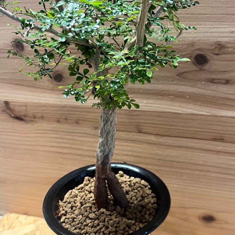 オペルクリカリア・デカリー（Operculicarya decaryi） Operculicarya decaryi オペルクリカリア・デカリー – Caudex