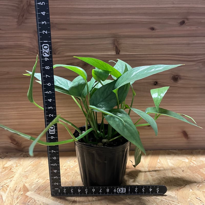 ［現品］【希少】※売約済※ 2番　エピプレムヌム　ピナツム　セブブルー　レア 現品］【希少】※売約済※ 2番 エピプレムヌム ピナツム セブブルー レア