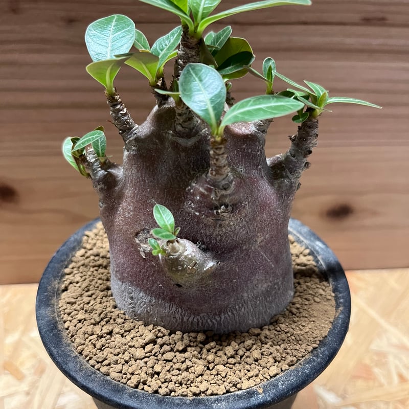 Adenium ‘Thong Mon’（アデニウム・トンモン） Adenium 'Thong Mon'（アデニウム・トンモン）