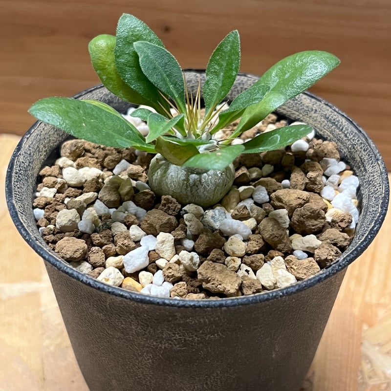 ナマクアナム　光堂 Pachypodium namaquanum【パキポディウム・ナマクアナム・光堂