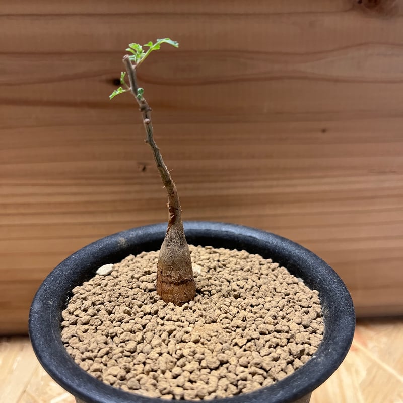 パキコルムス ディスカラー 象の木 | GREEN LUCK