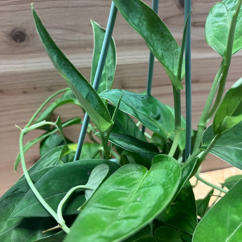 モンステラ モンステラ 2224 | GREEN LUCK