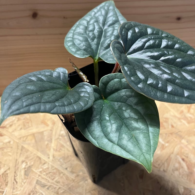 アンスリウム ルクスリアンス | GREEN LUCK