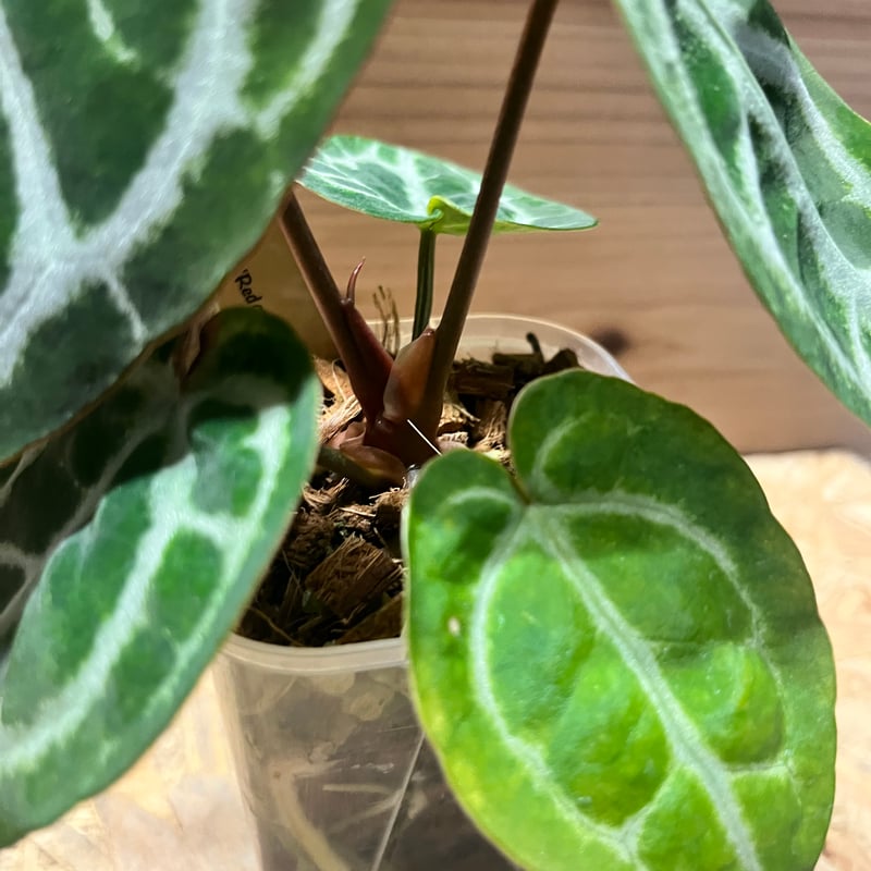 アンスリウム ドラヤキシルバー×エンジェルズドリーム×レッド