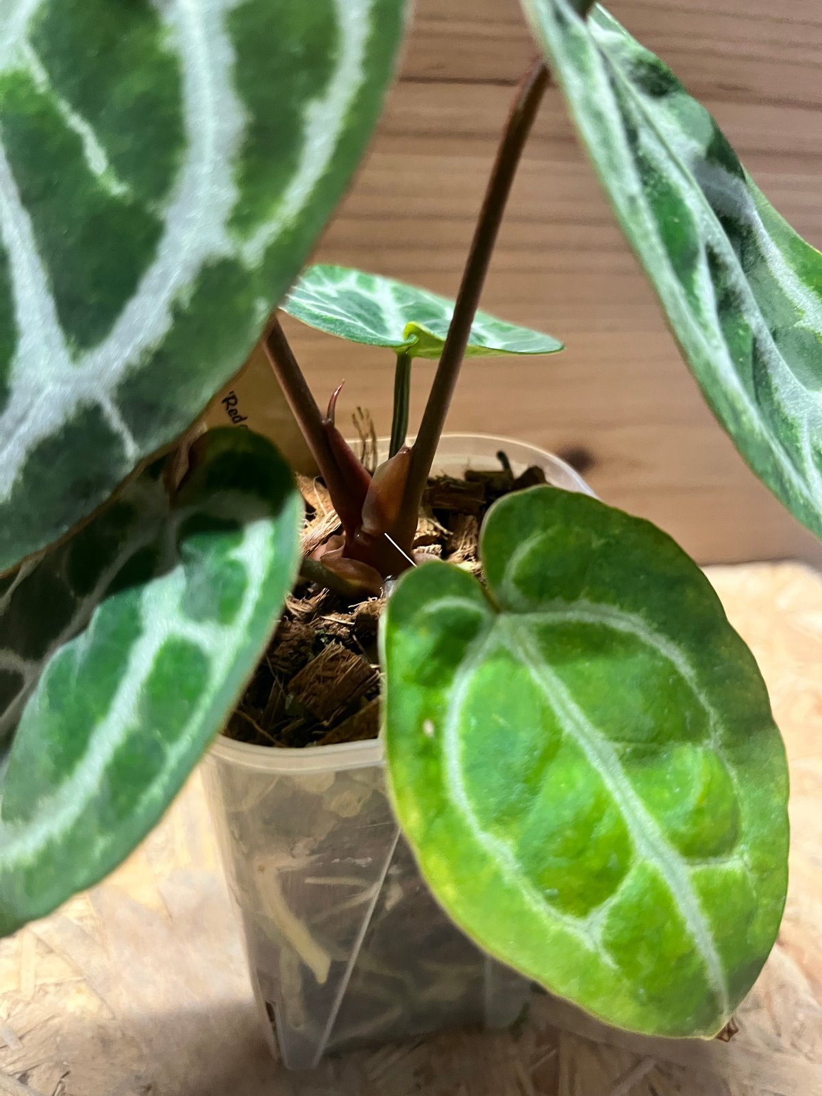 アンスリウム ドラヤキシルバー×エンジェルズドリーム×レッド