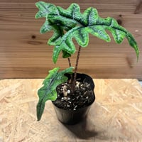 アンスリウム　ポーティラエ アンスリウム ポーティラエ NSE | GREEN LUCK