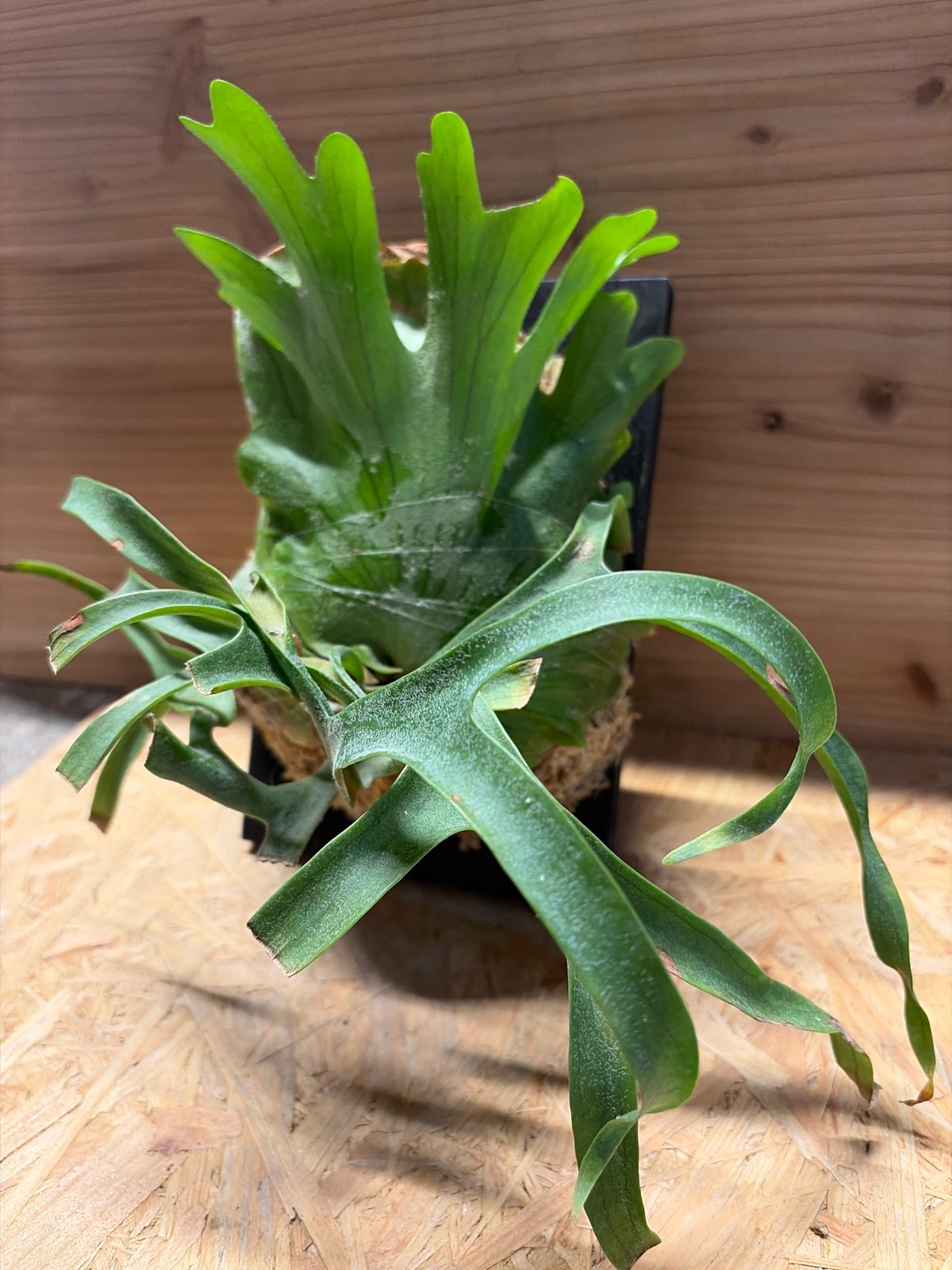 ビカクシダ コロナリウム 'フィリピネス コンパクト' | GREEN LUCK