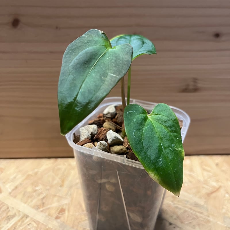 アンスリウム パピリラミナム | GREEN LUCK