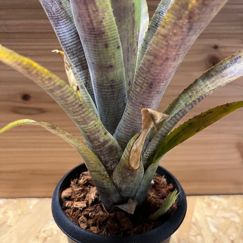 ネオレゲリア パウシフローラ ホワイトフォーム | GREEN LUCK