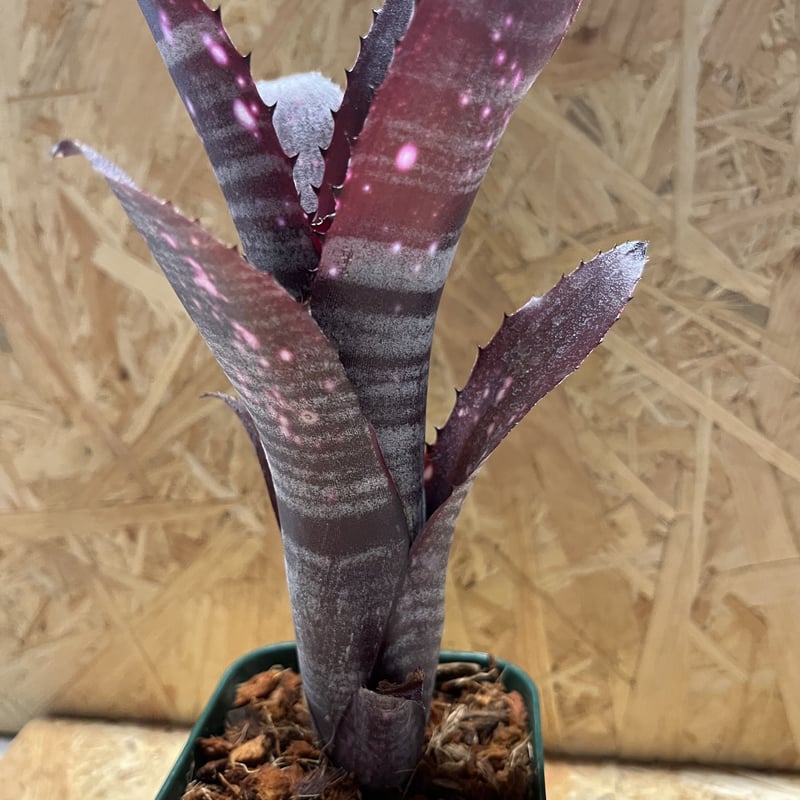 ビルベルギア スモークスタック | GREEN LUCK