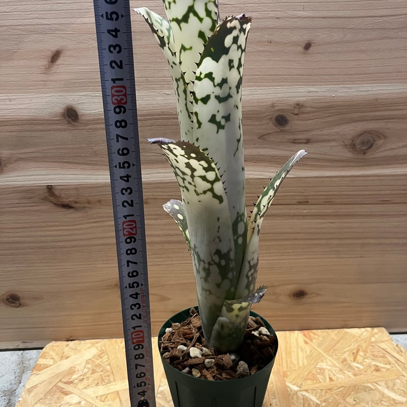 ビルベルギア メリーモナーク | GREEN LUCK