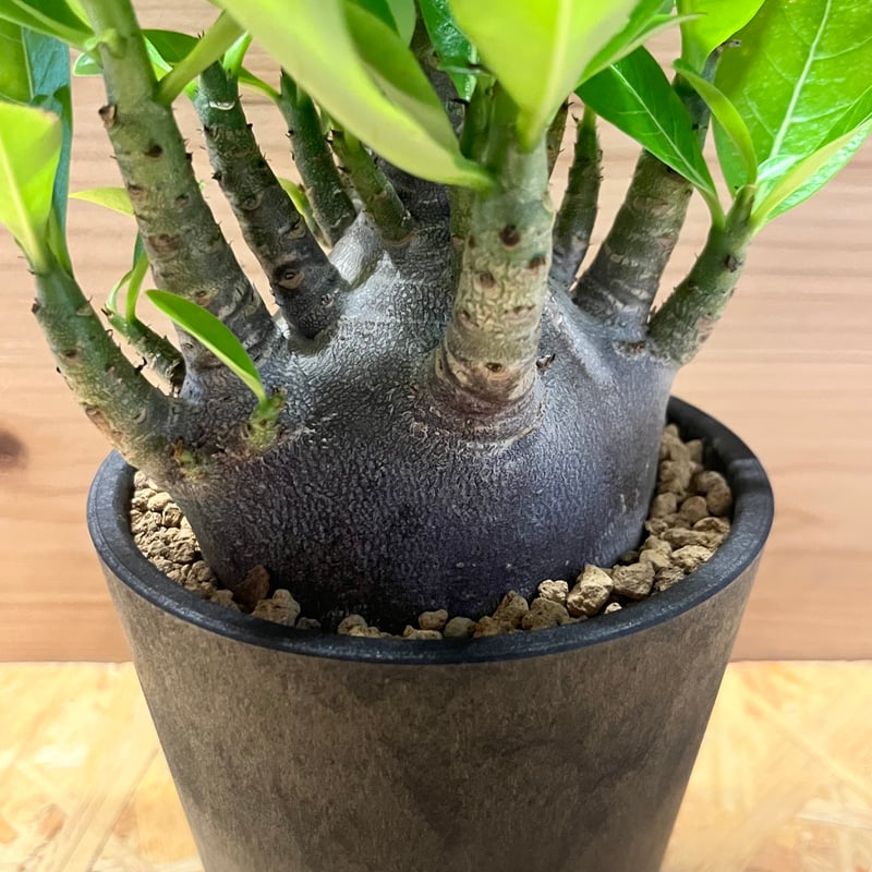アデニウム 'ブラックゴジラ' | GREEN LUCK