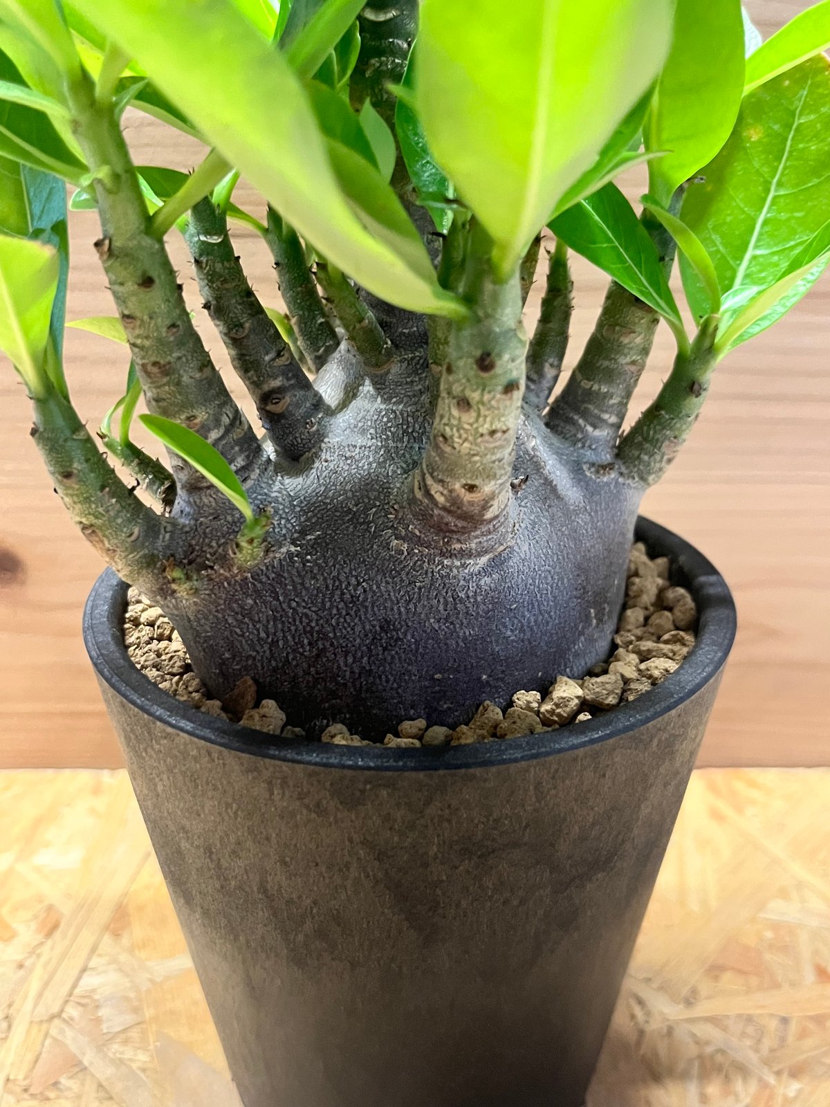 アデニウム 'ブラックゴジラ' | GREEN LUCK