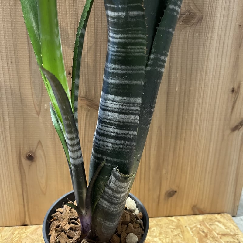 ビルベルギア ダースベイダー | GREEN LUCK