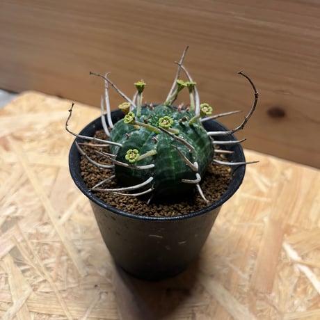 ユーフォルビア　バリダ　雄株