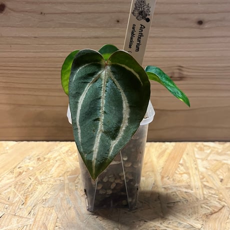 Anthurium Carlablackiae/アンスリウム カーラブラッキー⑬ 063a698bc64dcb1c01db1bd456ce93