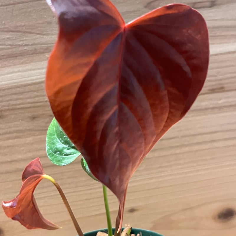 アンスリウム ロムズレッド | GREEN LUCK