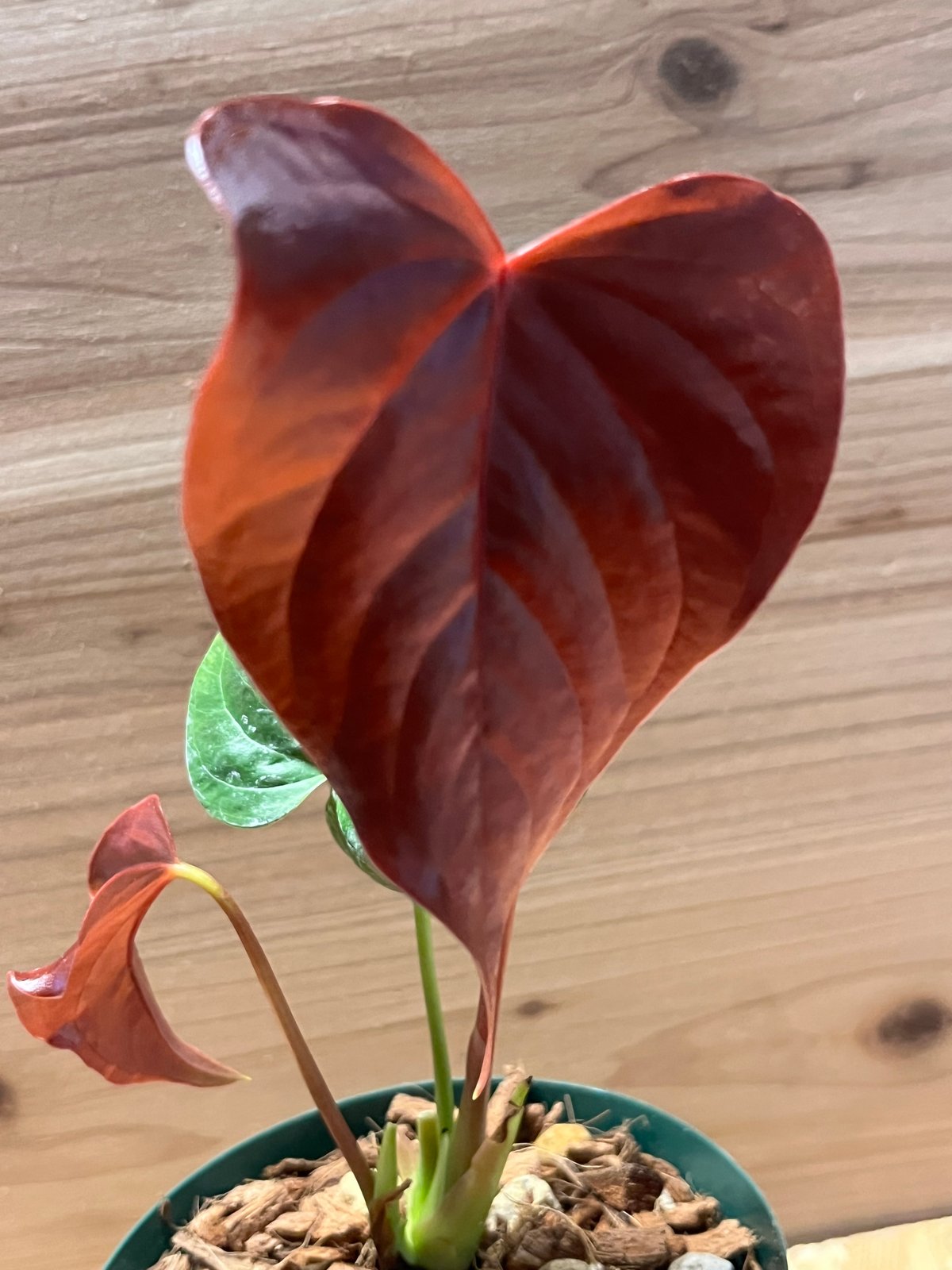 アンスリウム ロムズレッド | GREEN LUCK