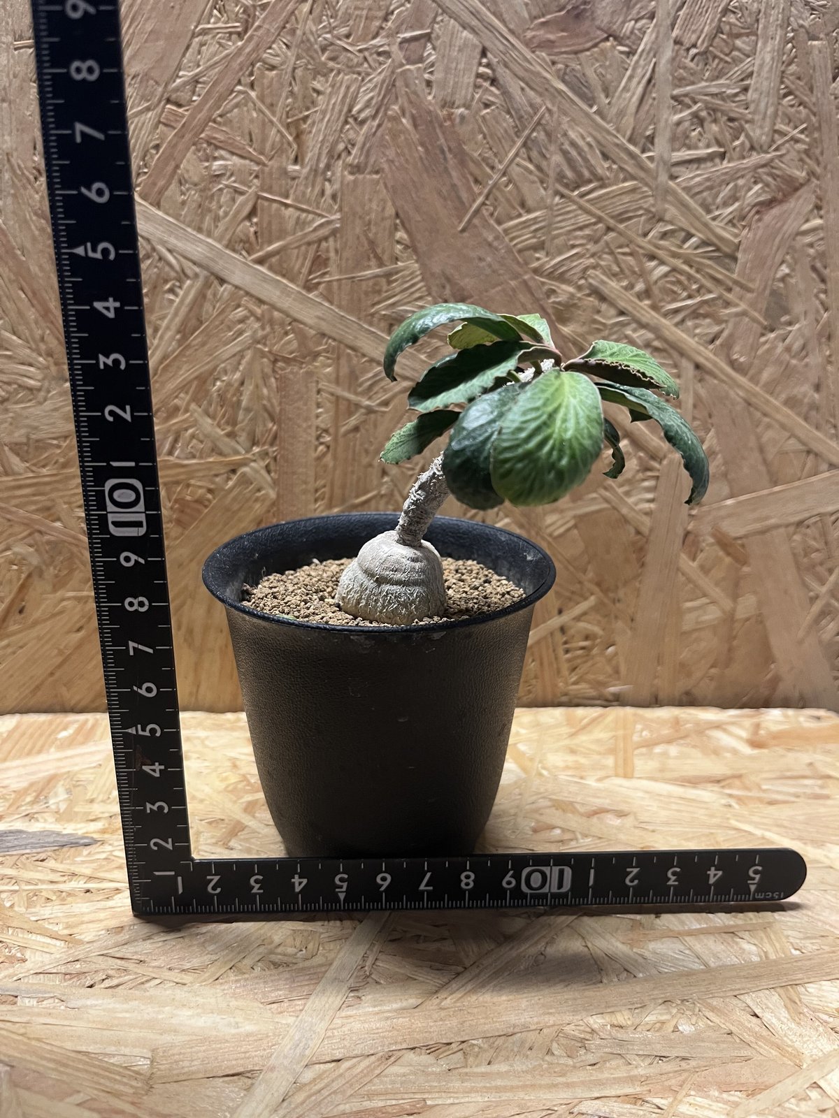 ユーフォルビア　アンボボンベンシス　塊根植物 ユーフォルビア アンボボンベンシス - M's plants