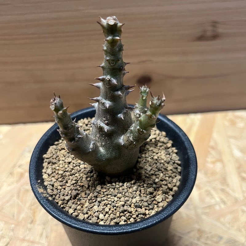 パキポディウムウィンゾリー　お盆セール パキポディウム ウィンゾリー | GREEN LUCK