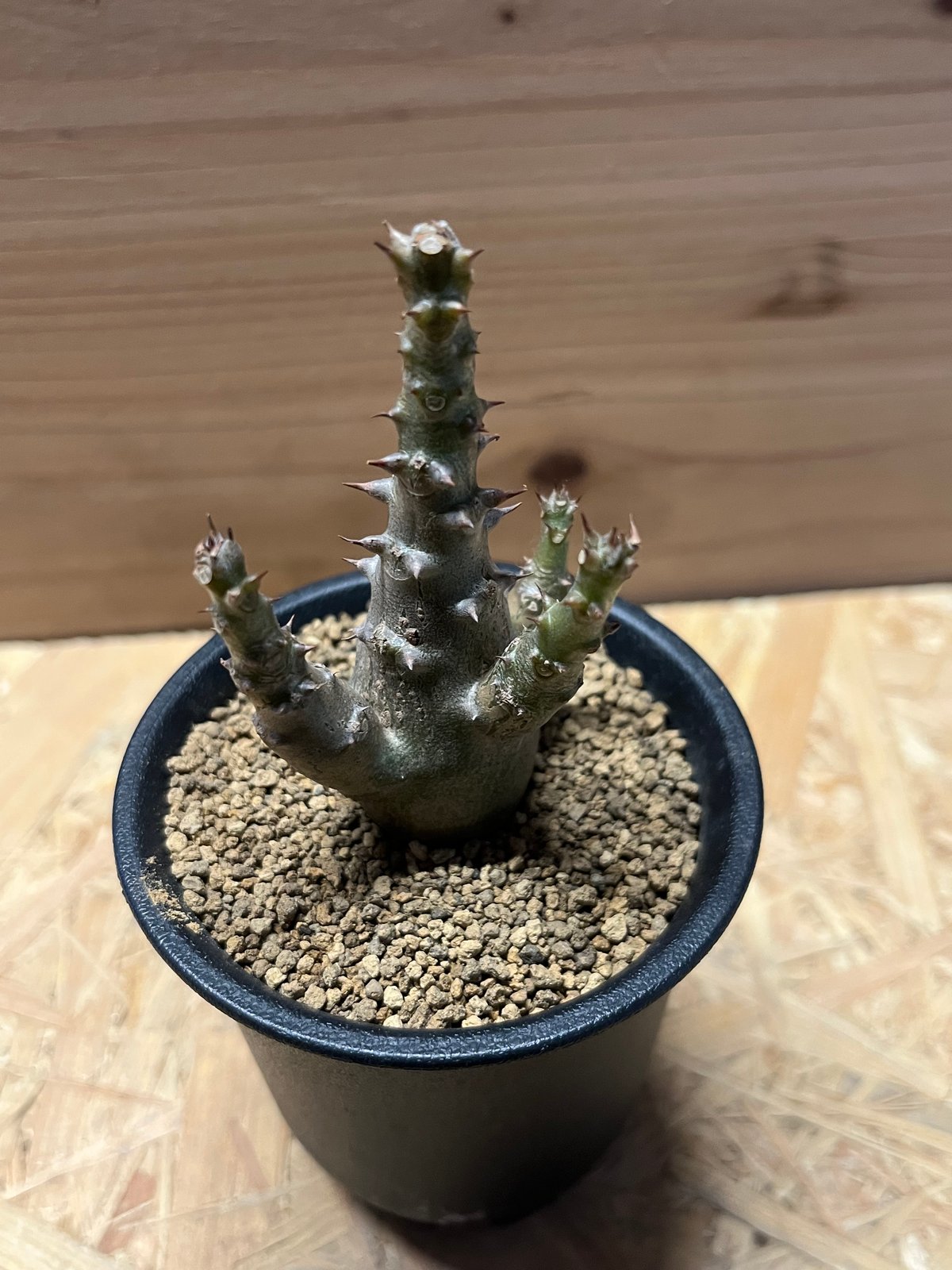 パキポディウム ウィンゾリー ＊総決済セール＊複数購入割引