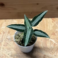 ネオレゲリア ウィーニーザプー リサ、タグ付き ネオレゲリア ウィーニーザプー リサ、タグ付き