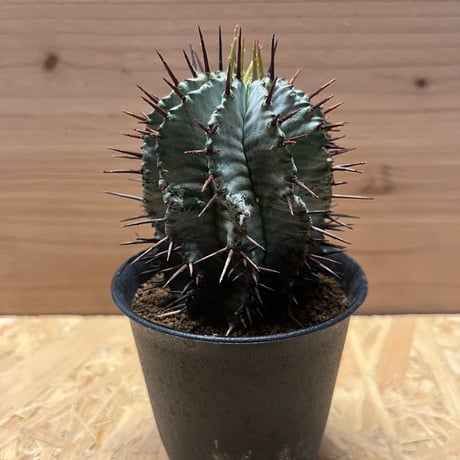 ユーフォルビア ホリダ（美くびれ） 【公式通販】