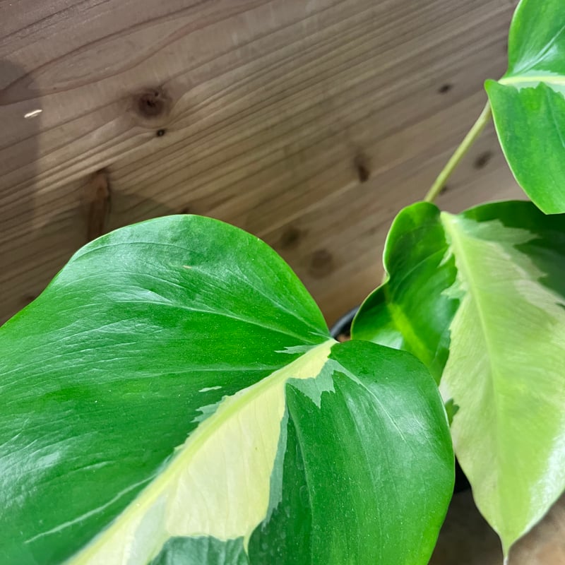 モンステラ デリシオーサ 'ホワイトラヴァ' | GREEN LUCK