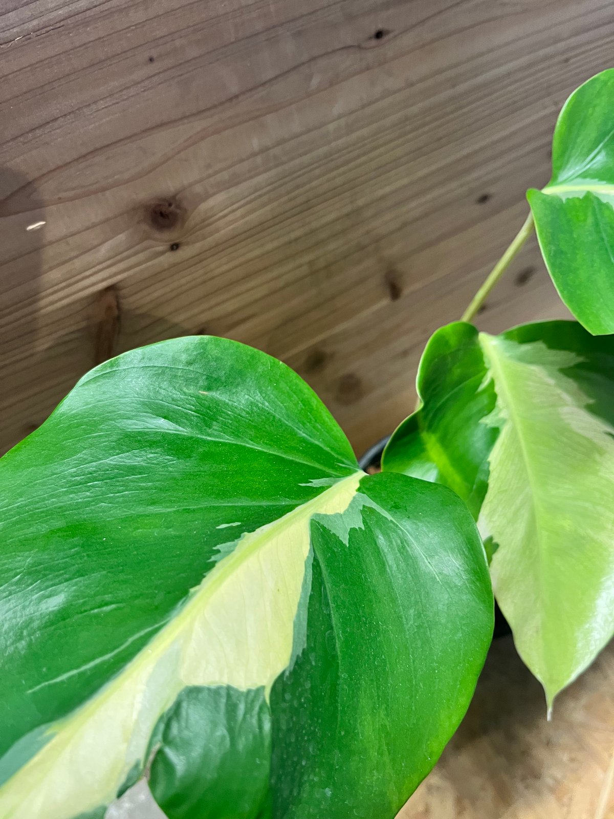 モンステラ デリシオーサ 'ホワイトラヴァ' | GREEN LUCK