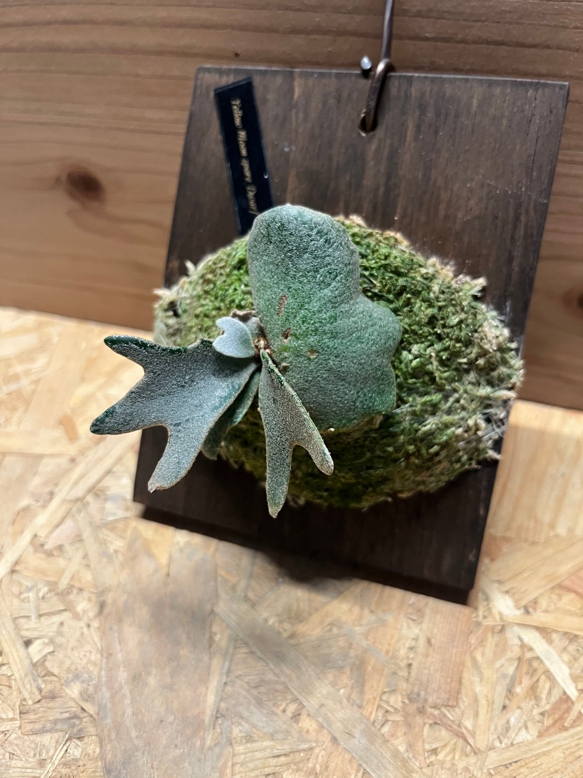 ビカクシダ イエロームーンドワーフ スポア | GREEN LUCK