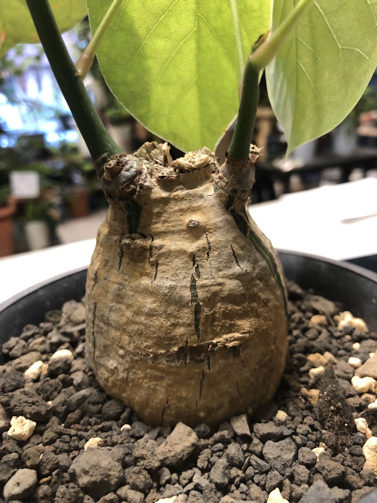 観葉植物 ボンバックス パキプス モンステラ エバーフレッシュ グラキリス 観葉植物 ボンバックス パキプス モンステラ エバーフレッシュ